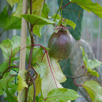 Frucht von Incarnata Bestäuberpflanze Passiflora Caerulea