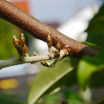 Elaeagnus (Sweet Scarlet) multiflora