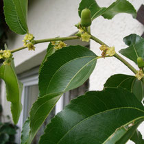 Ziziphus jujuba