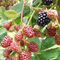 Dornenlose Brombeeren