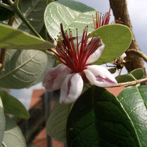 Blüte Feijoa mit Besuch