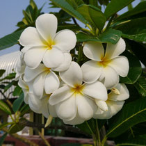 Frangipani / Plumeria