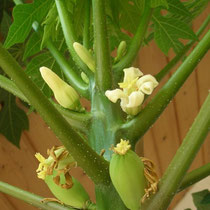 Blüte mit Fruchtansätzen