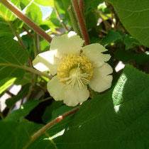 weibliche Blüte