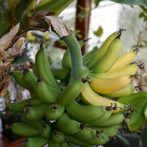 Fruchtbanane Dwarf Cavendish (Kanarische Banane) Dünnschalig mittelgroß, herrliches Aroma 