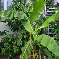 Musa basjoo mit Asimina triloba