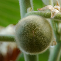 Lulo naranjilla (Solanum quitoense)