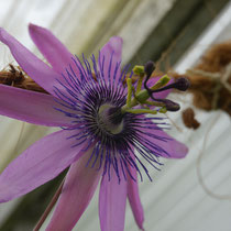 Passiflora Mollissima - Bananenförmige eßbare Früchte