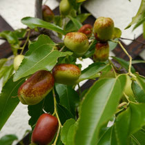 Ziziphus Spalier Hauswand