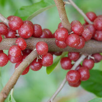 Elaeagnus multiflora ovata