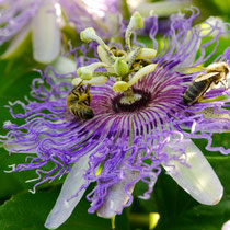 Blüte Incarnata Fruchtpflanze winterhart