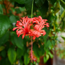 Hibiscus Schizopetalus orange - Rarität