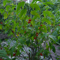 Japanischer Papiermaulbeerbaum