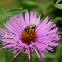 Herbstliche Bienennahrung