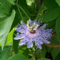 Passiflora Incarnata - winterharte Fruchtsorte - duftende Blüten