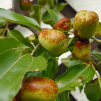 Ziziphus Spalier Hauswand