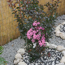 Lagerstroemia Indica