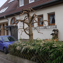 Maulbeerbaum nach Schnitt Februar