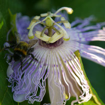 Incarnata Blüte mit Gast