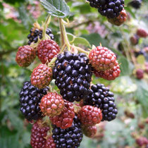 Dornenlose Brombeeren