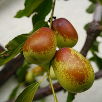 Ziziphus Spalier Hauswand