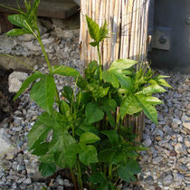 Passiflora Incarnata (Fruchtsorte)