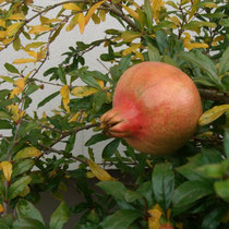 Granatapfel