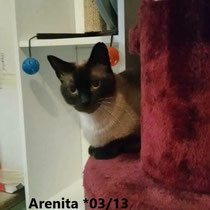 Arenita