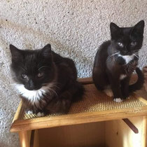 Choco und Cacao