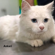 Askari