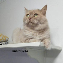 Lino