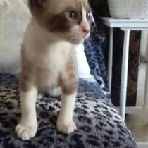 Pablito