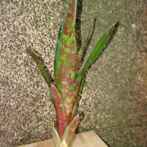 Neoregelia johannis | Rebento | Ref. njr | € 6,00