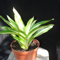 Neoregelia flandria | Em vaso | Ref. nfv | € 9,00