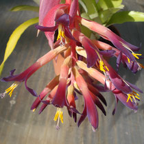 Billbergia pyramidalis lutea