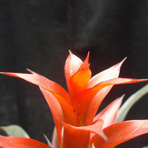 Guzmania spec.