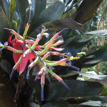 Billbergia vittatta