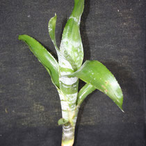 Aechmea fasciata | Rebento | Ref.afr | € 4,00