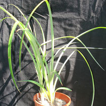 Billbergia nutans | Em vaso (3 pés) | Ref. bnv | € 7,00