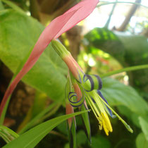 Billbergia nutans