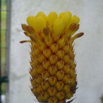 Aechmea calyculata