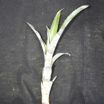 Billbergia vittatta | Rebento | Ref. bvr | € 3,00