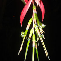 Billbergia n. schimperiana