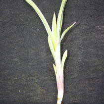 Billbergia pyramidalis lutea | Rebento | Ref. blr | €4,00