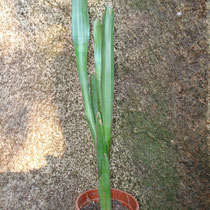Aechmea calyculata | Em vaso | Ref.acv | € 6,00