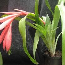 Billbergia n. schimperiana