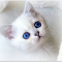 silver shaded point Katze ohne W-Gen, mit cscs Genen, blaue Augen, Foto: Christiane