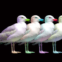 Möwe1
