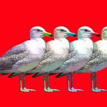 Möwe2