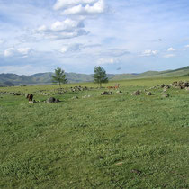 Le plateau de l'Orkhon